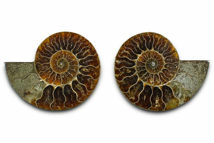 Cut & Polished Ammonite Fossil - Madagascar #377532